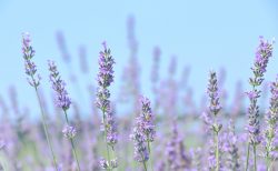 11月3日 – 今日は何の日？